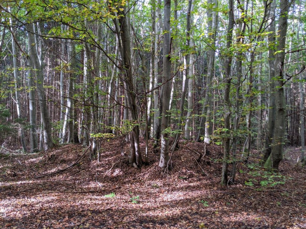 Grabhügel im westlichen Erpftinger Wald