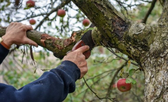 Apfelbaum schneiden