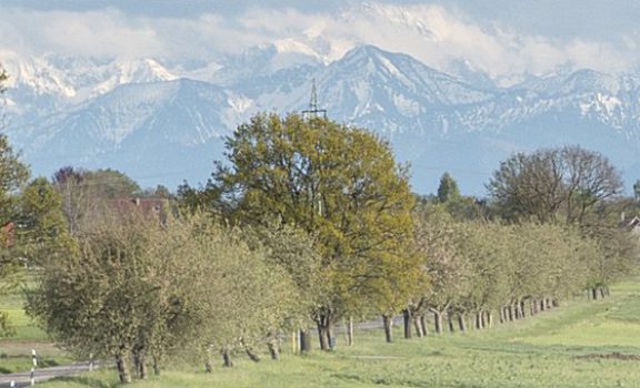 plakat-baumschneiden-front-copy
