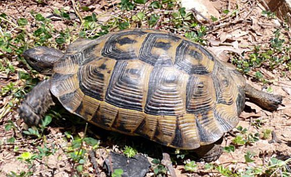 schildkrote-copy