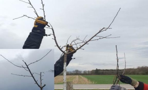 zerstörter Apfelbaum (Copy)